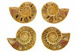 1.75 to 2" Orange, Cut & Polished Ammonite Fossils - Jurassic - Photo 3